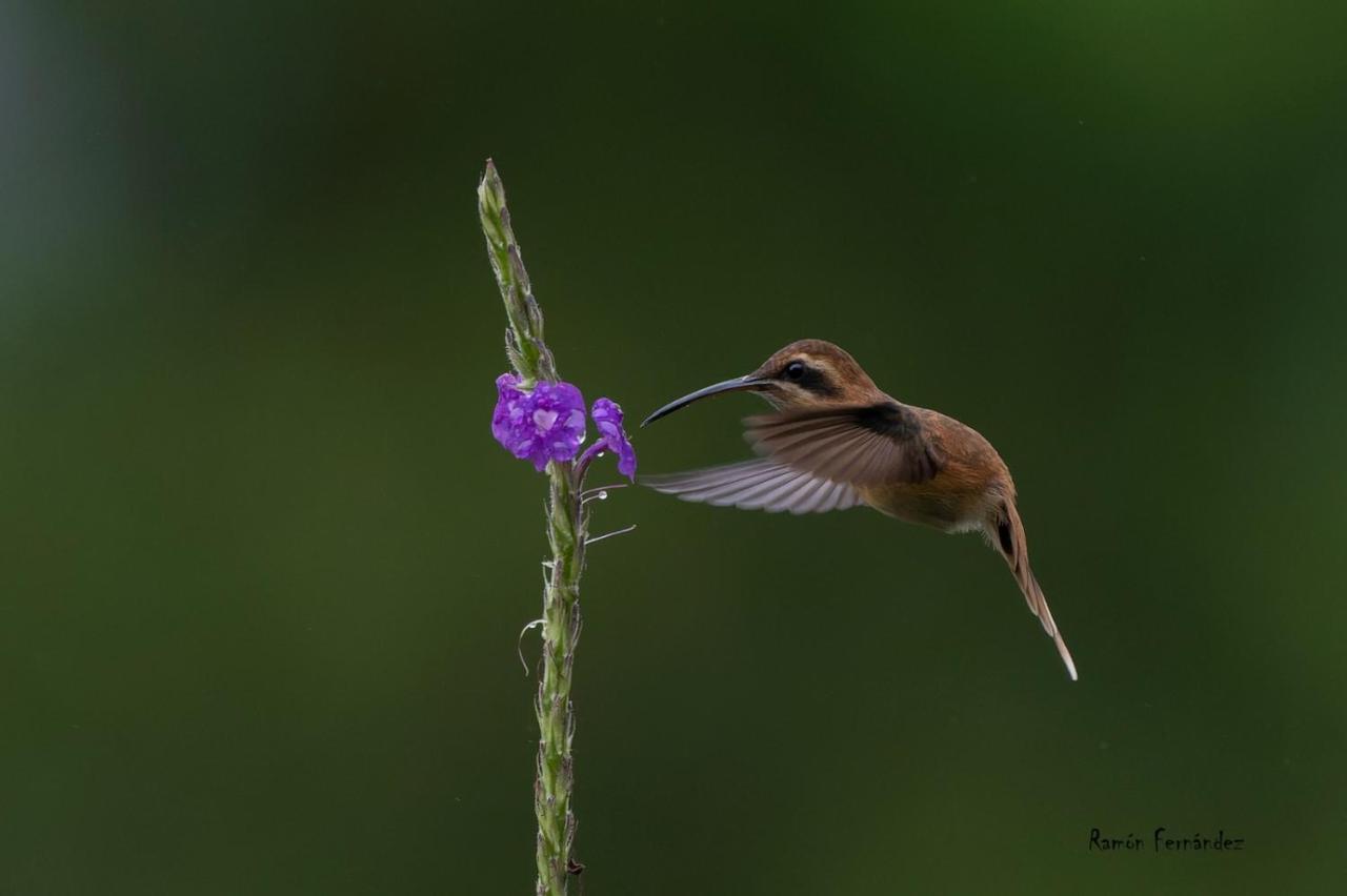 La Tigra  Birds & Breakfast Costa Rica B&B 외부 사진