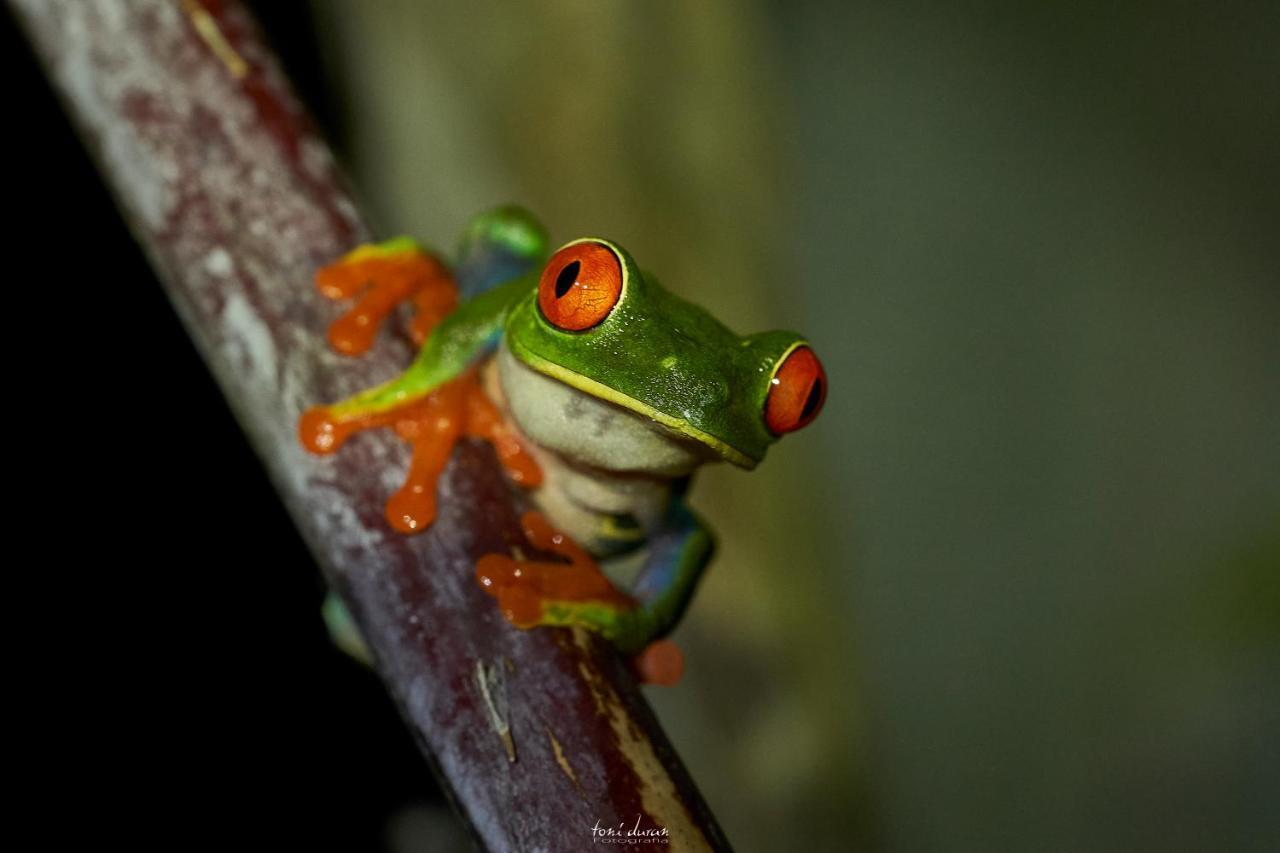 La Tigra  Birds & Breakfast Costa Rica B&B 외부 사진