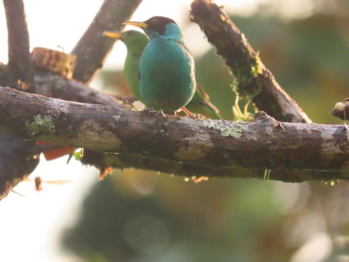 La Tigra  Birds & Breakfast Costa Rica B&B 외부 사진