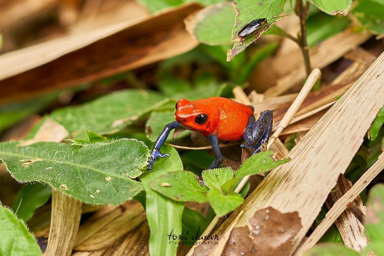 La Tigra  Birds & Breakfast Costa Rica B&B 외부 사진