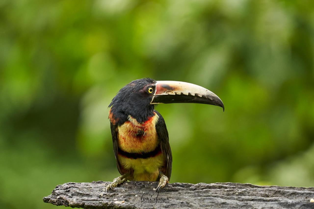 La Tigra  Birds & Breakfast Costa Rica B&B 외부 사진