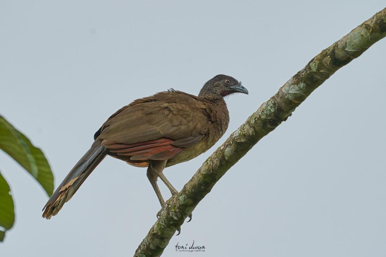 La Tigra  Birds & Breakfast Costa Rica B&B 외부 사진
