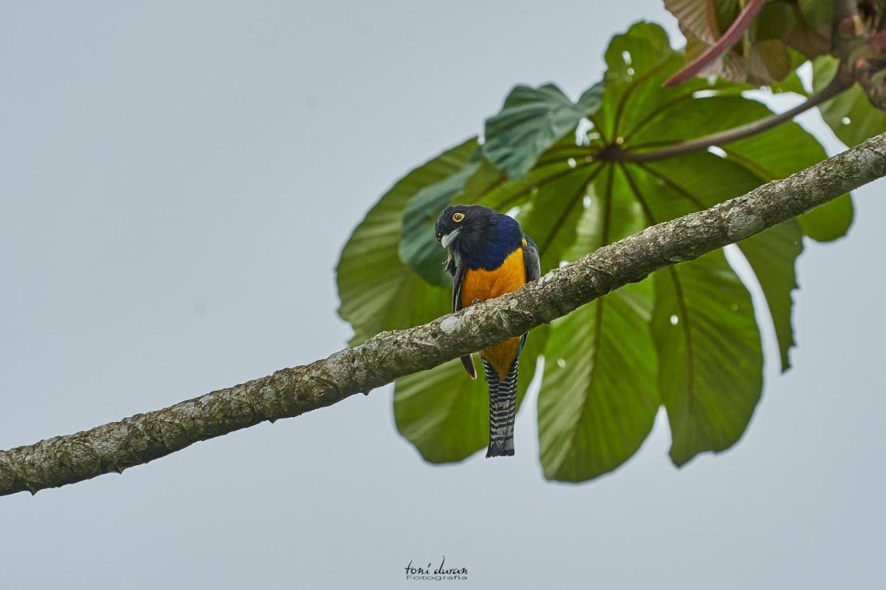 La Tigra  Birds & Breakfast Costa Rica B&B 외부 사진